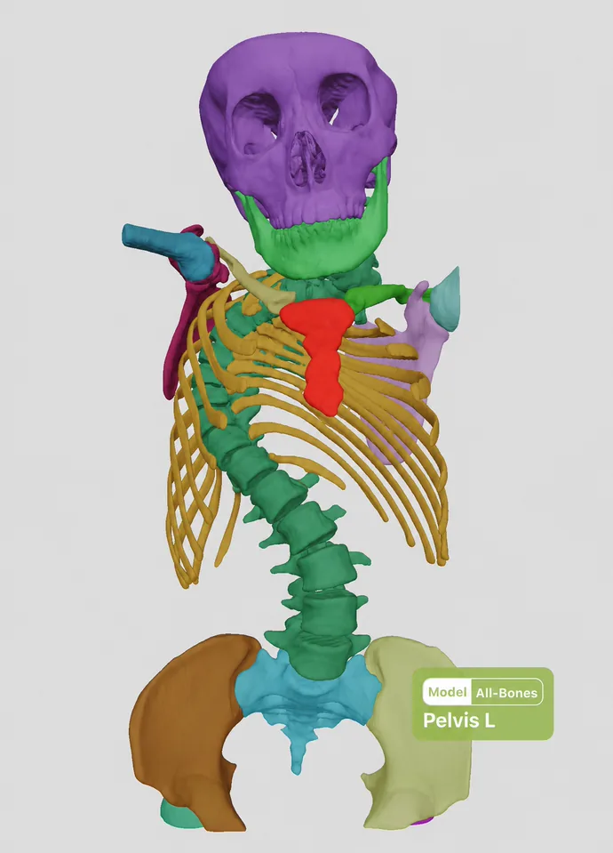 3D model of the skeleton