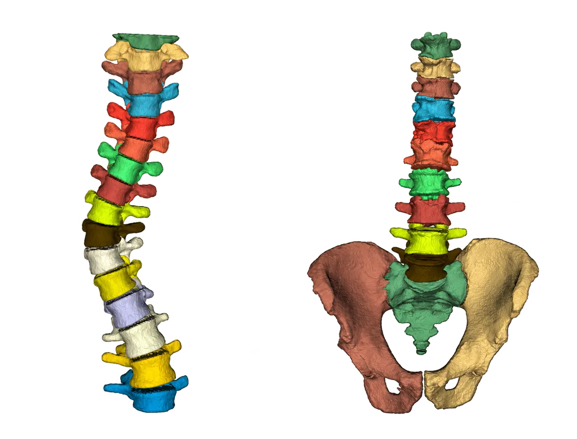 3D model of the spine and pelvis